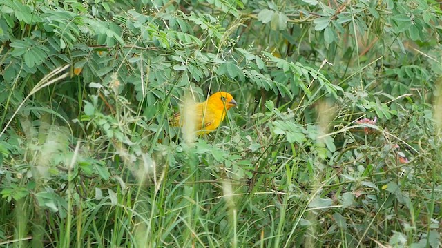 Saffron Finch - ML622476207