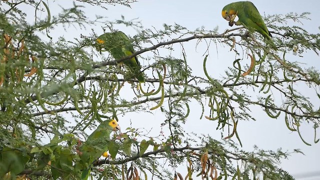 キボウシインコ - ML622476211