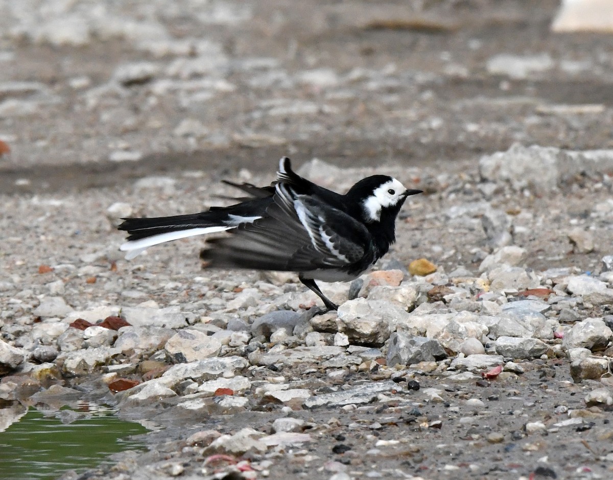 White Wagtail (British) - A Emmerson