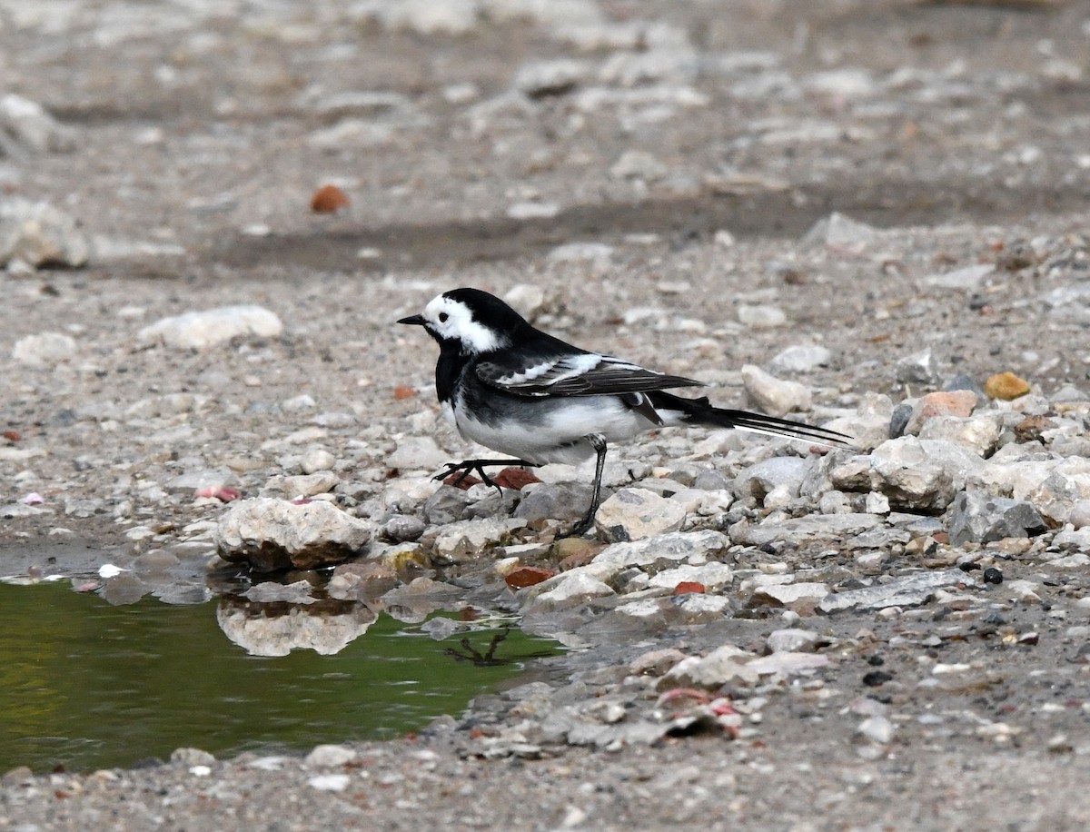 White Wagtail (British) - ML622476244