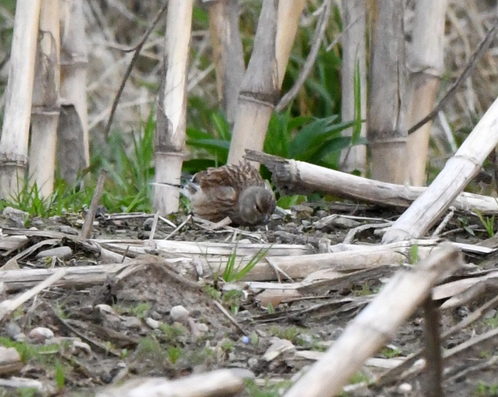 Eurasian Linnet - ML622476339