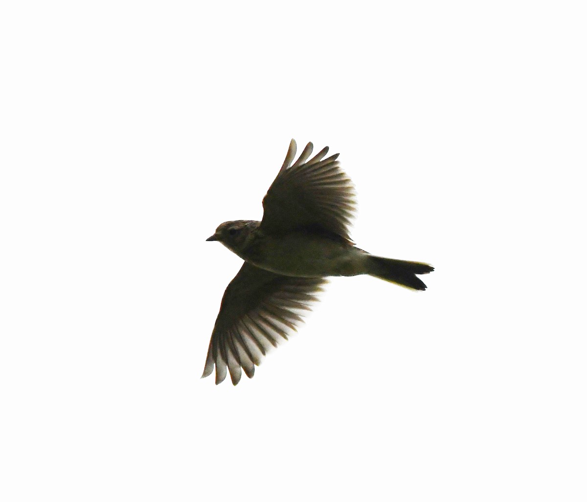 Eurasian Skylark (European) - ML622476346