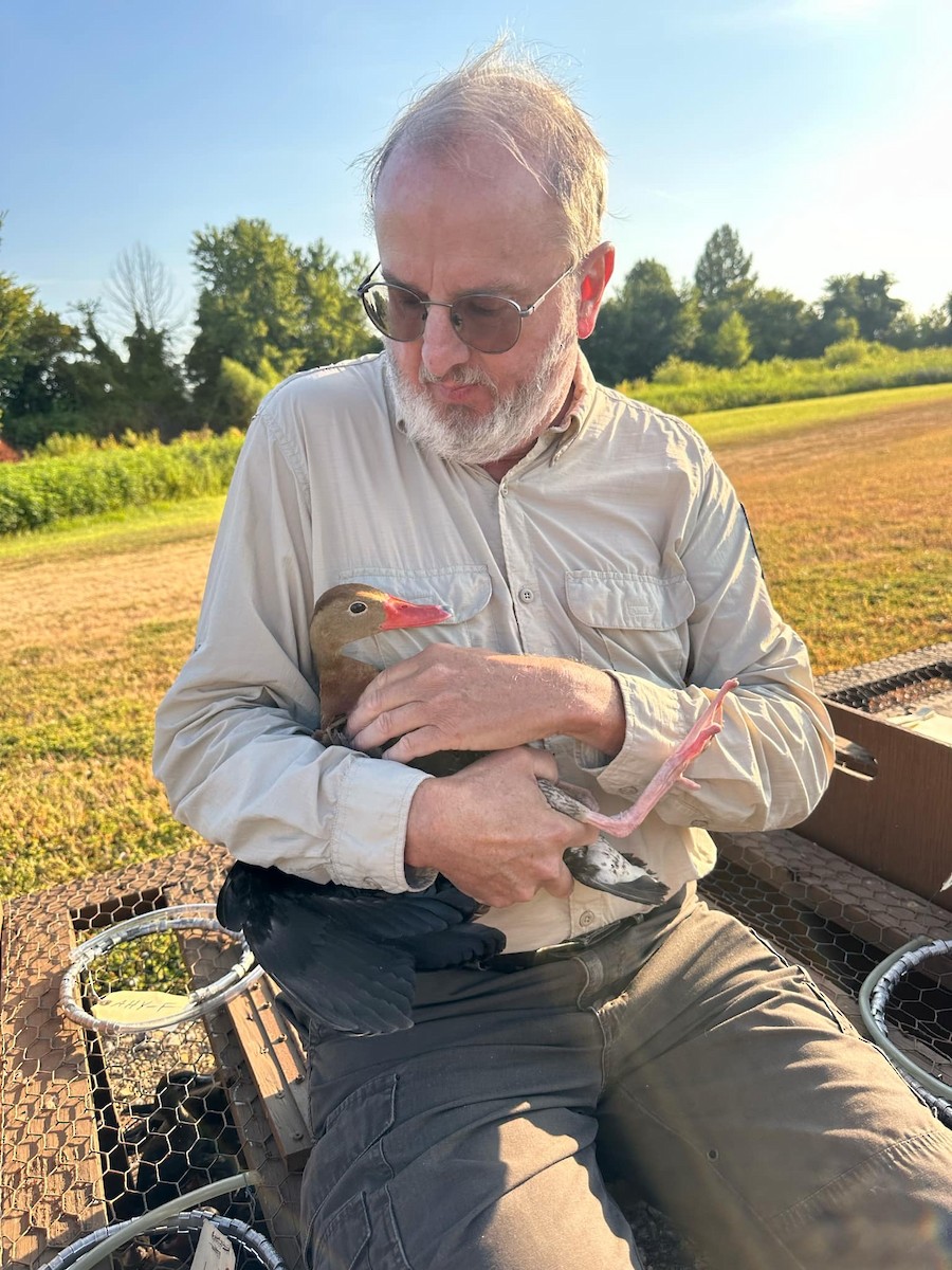 Black-bellied Whistling-Duck - ML622476376