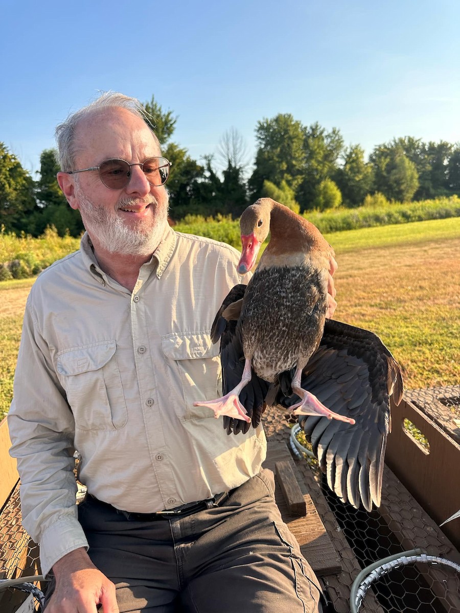 Black-bellied Whistling-Duck - ML622476377