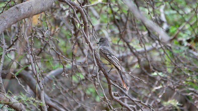 Brown-crested Flycatcher - ML622476444