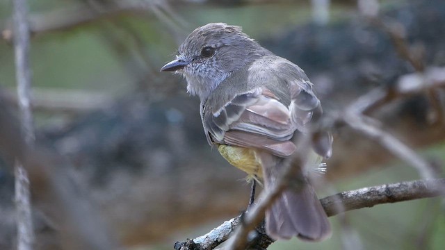 Northern Scrub-Flycatcher - ML622476446
