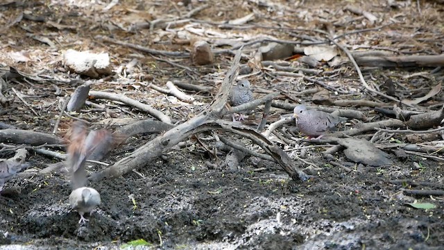 Common Ground Dove - ML622476459