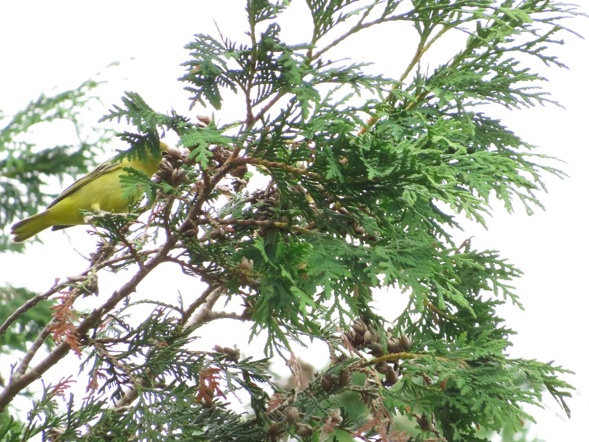 Paruline jaune - ML622476491