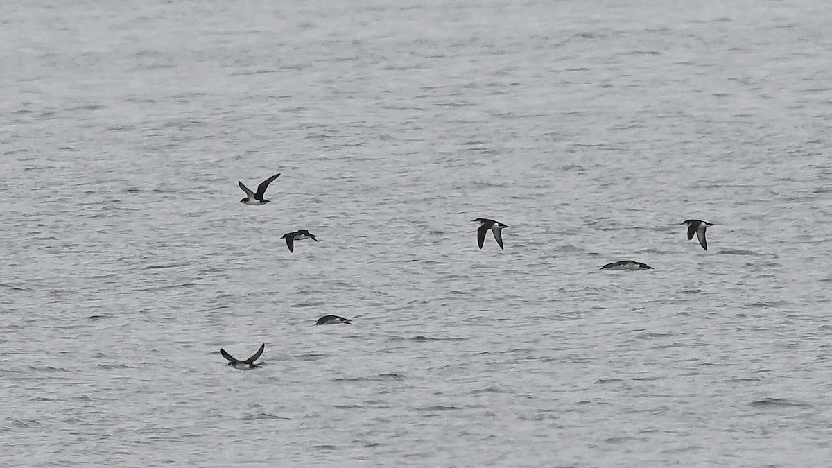 Manx Shearwater - ML622476523