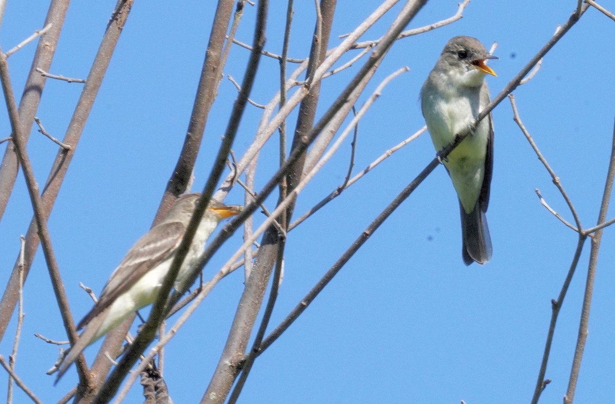 Eastern Wood-Pewee - ML622476545