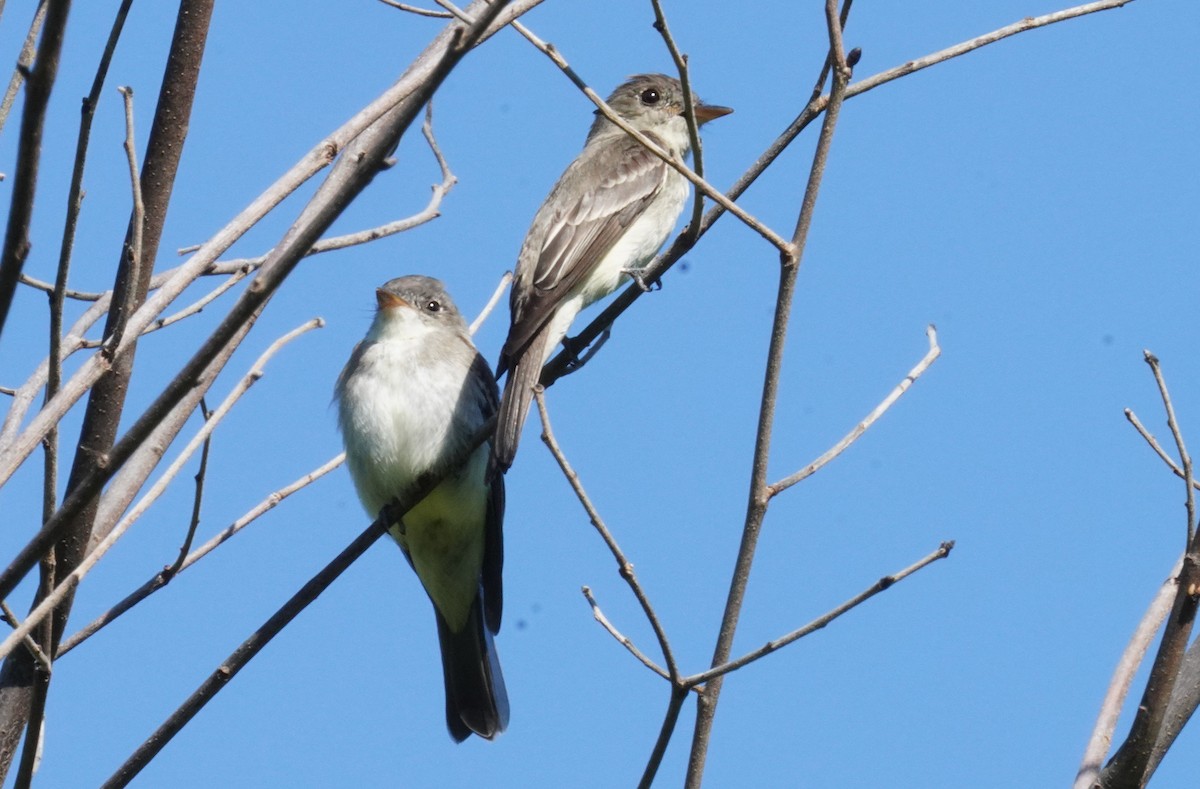 Eastern Wood-Pewee - ML622476546