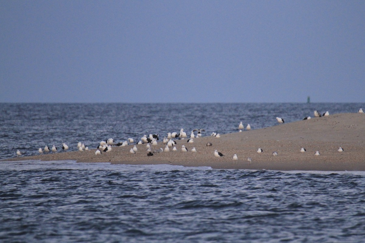 Common Eider - ML622476672