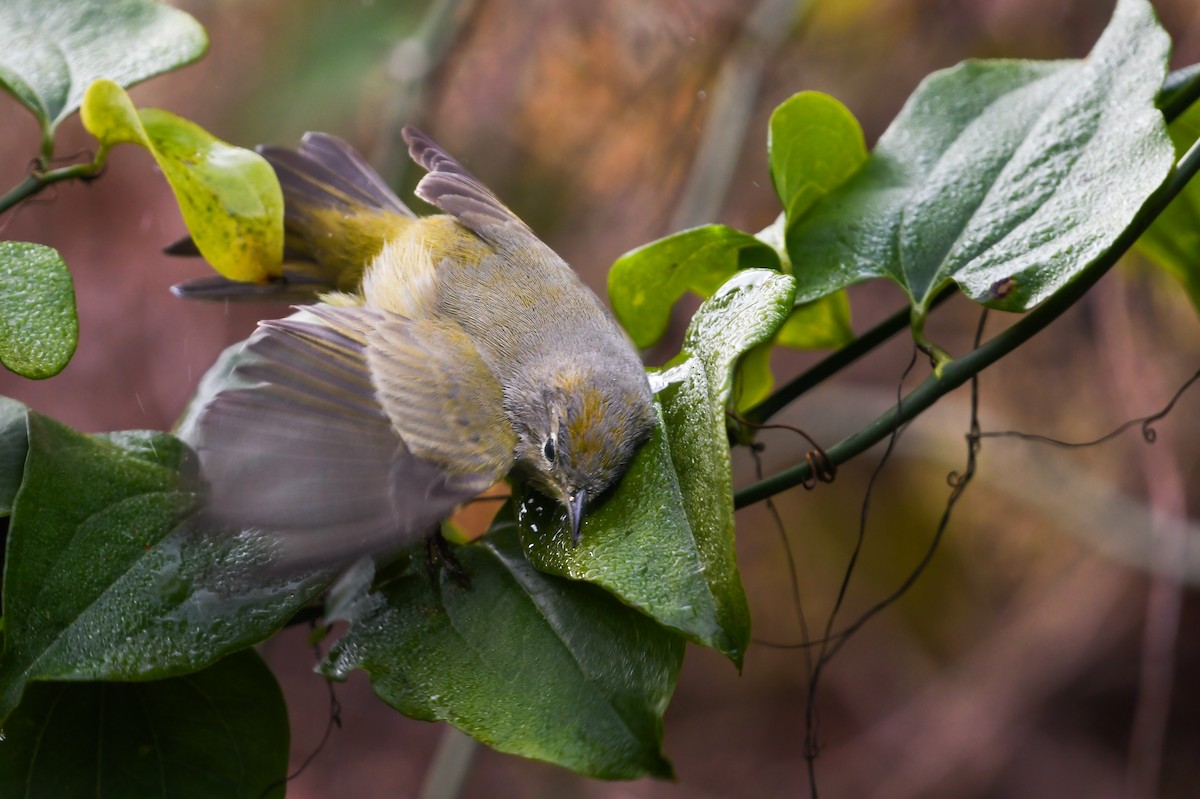 Orange-crowned Warbler - ML622476673