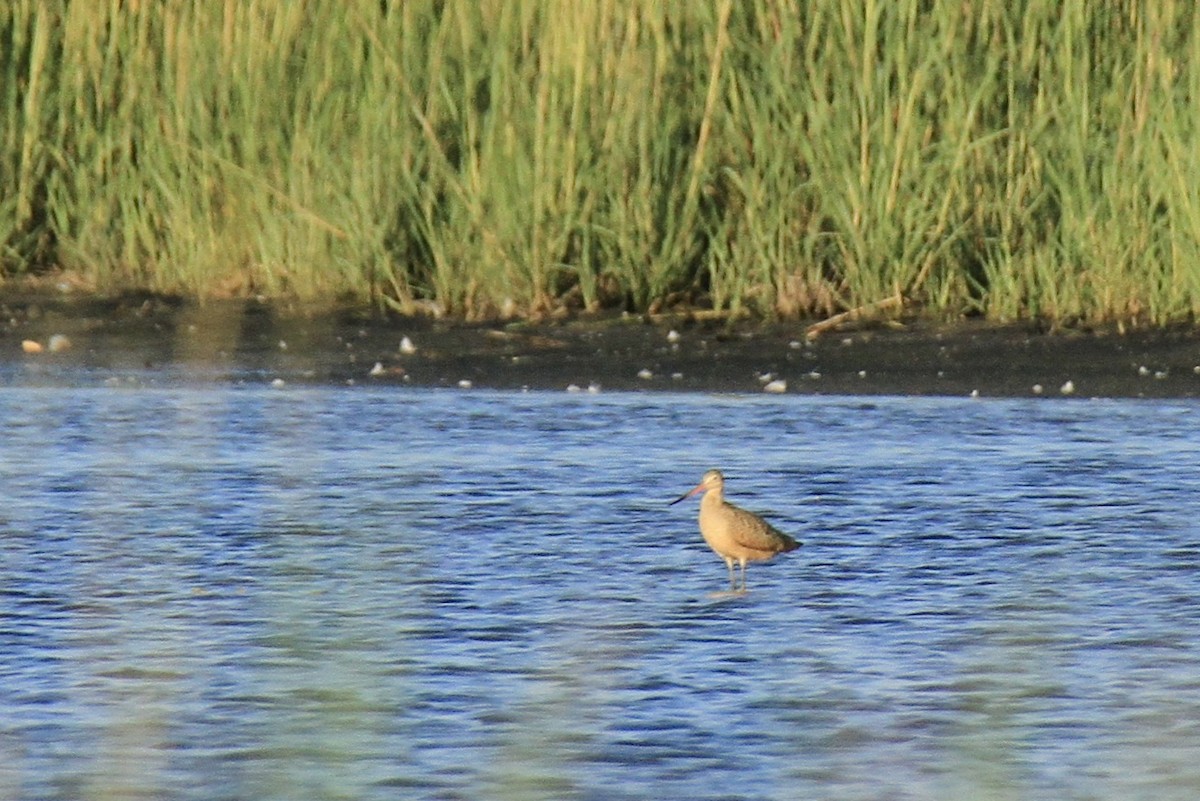 Marbled Godwit - ML622476691