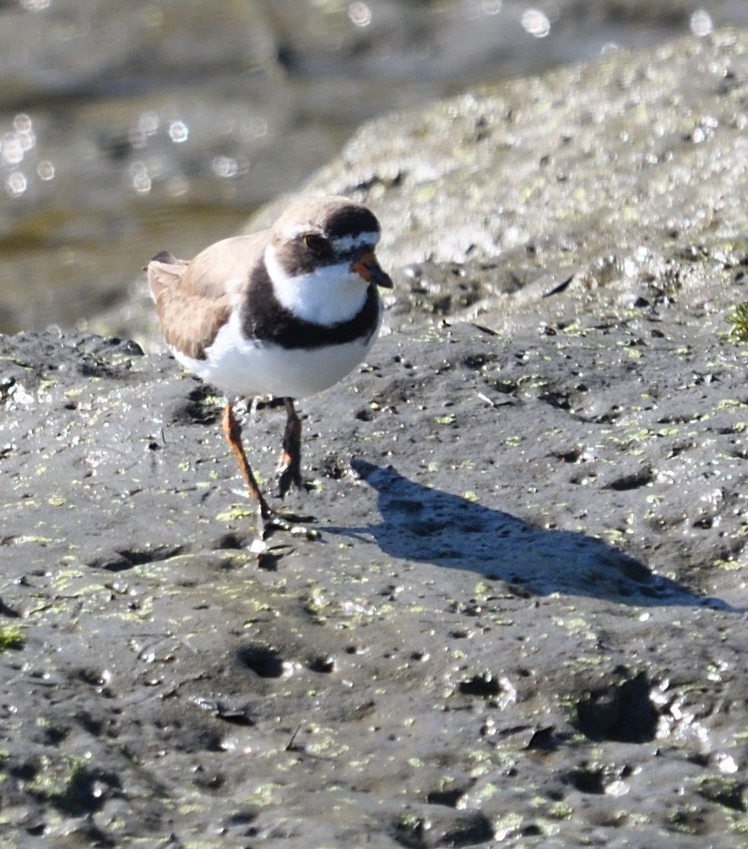 Semipalmated Plover - ML622476814