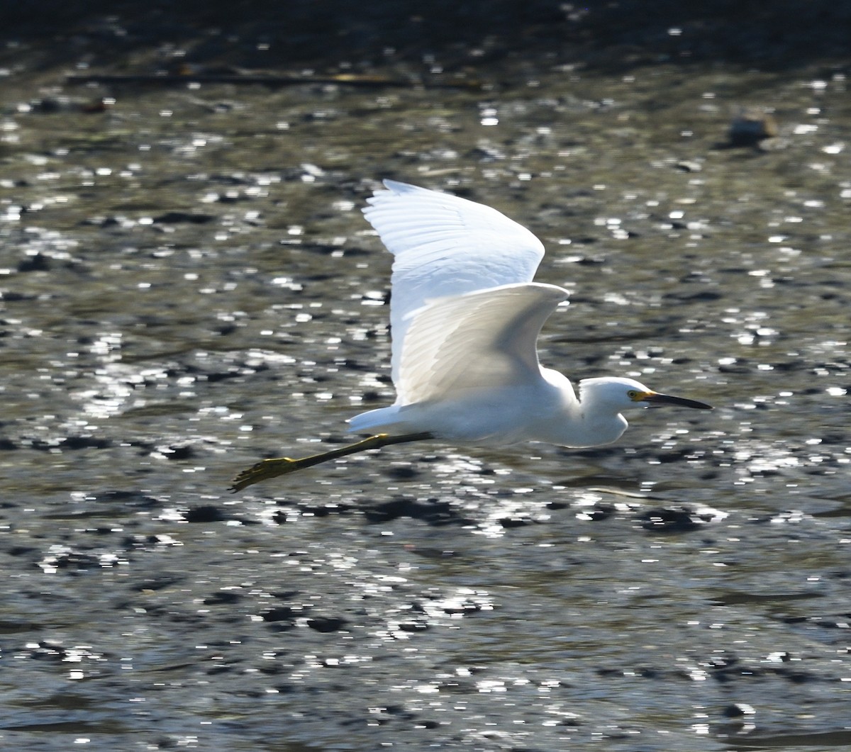 Snowy Egret - ML622476826