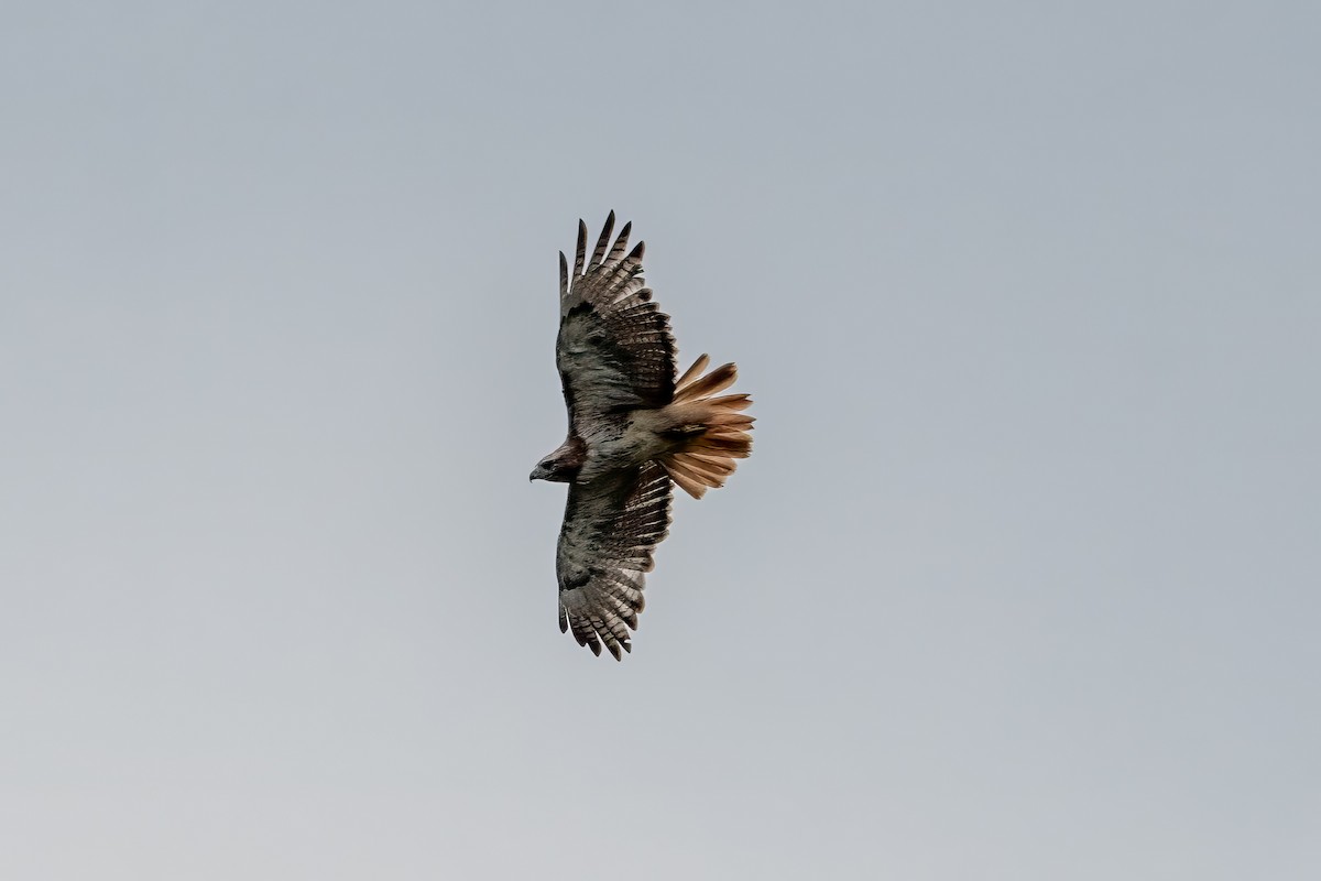 Red-tailed Hawk - ML622476829