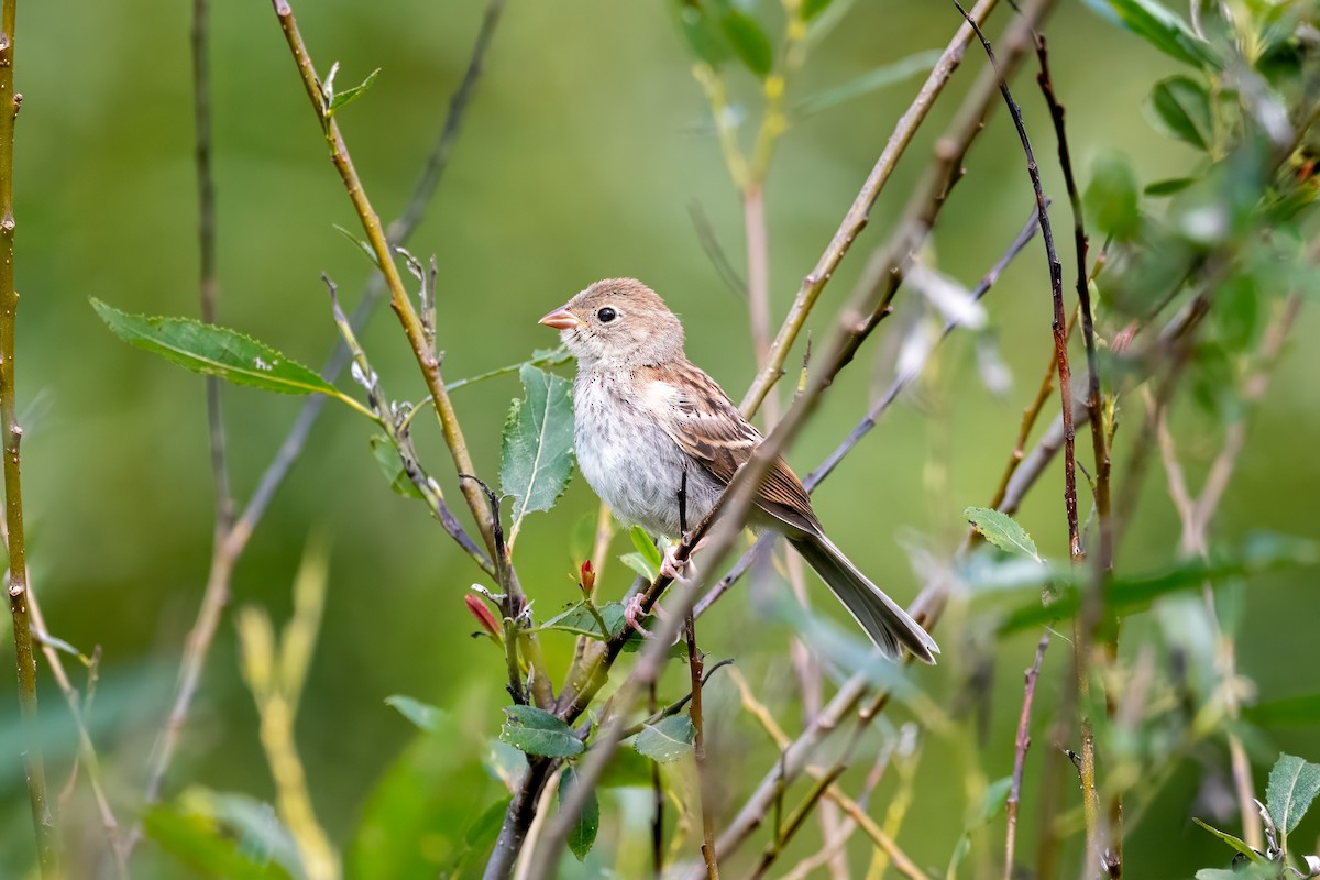 Field Sparrow - ML622476834