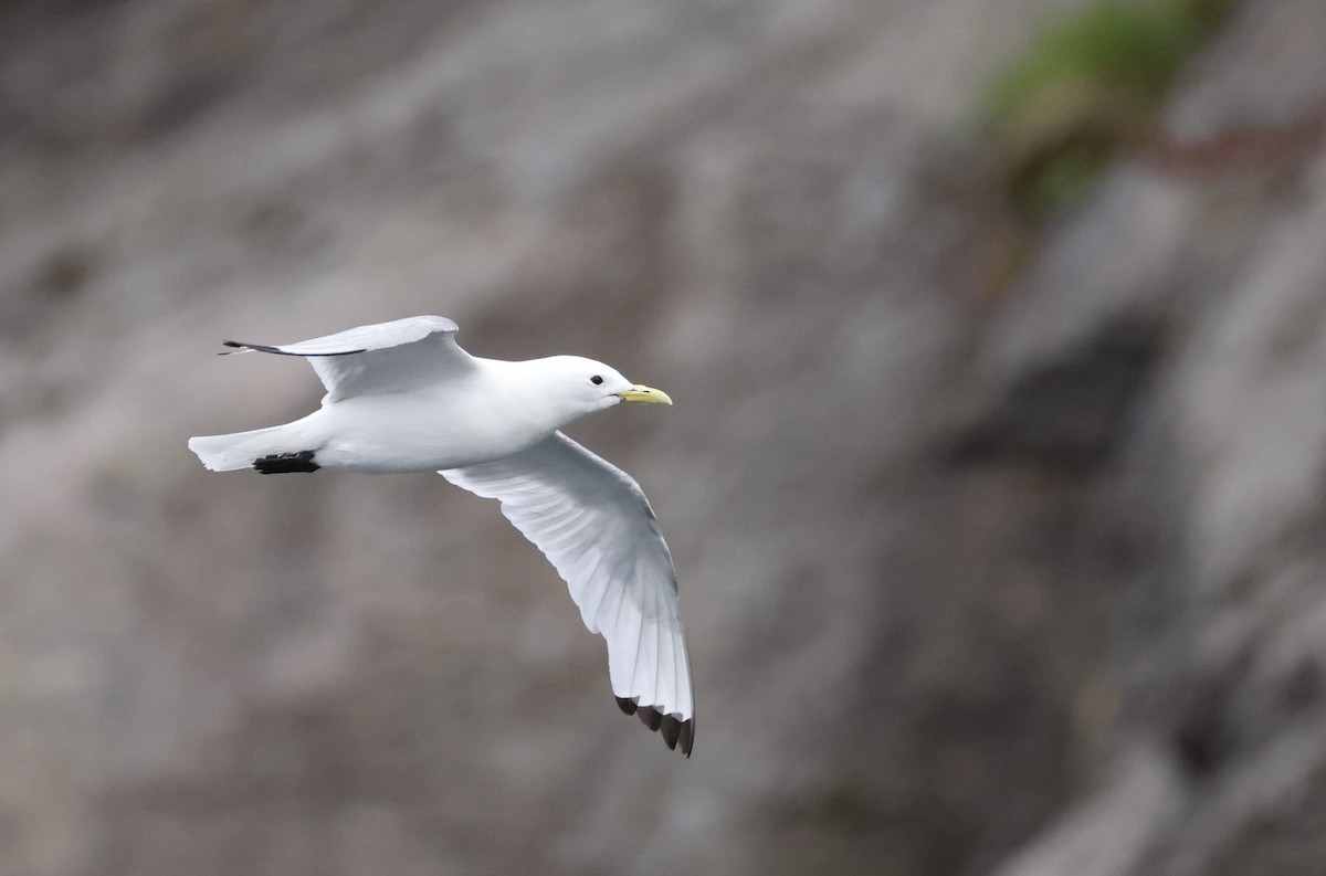 Black-legged Kittiwake - ML622476878