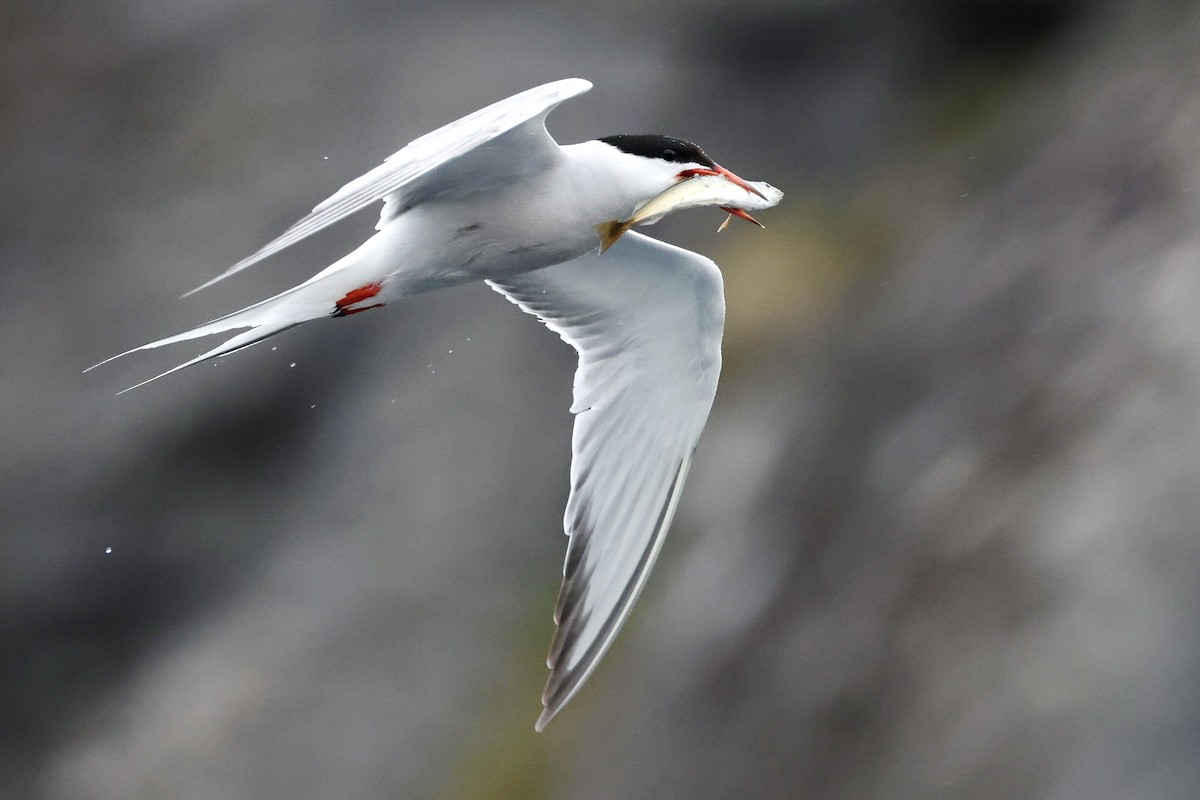 Common Tern - Bernat Garrigos