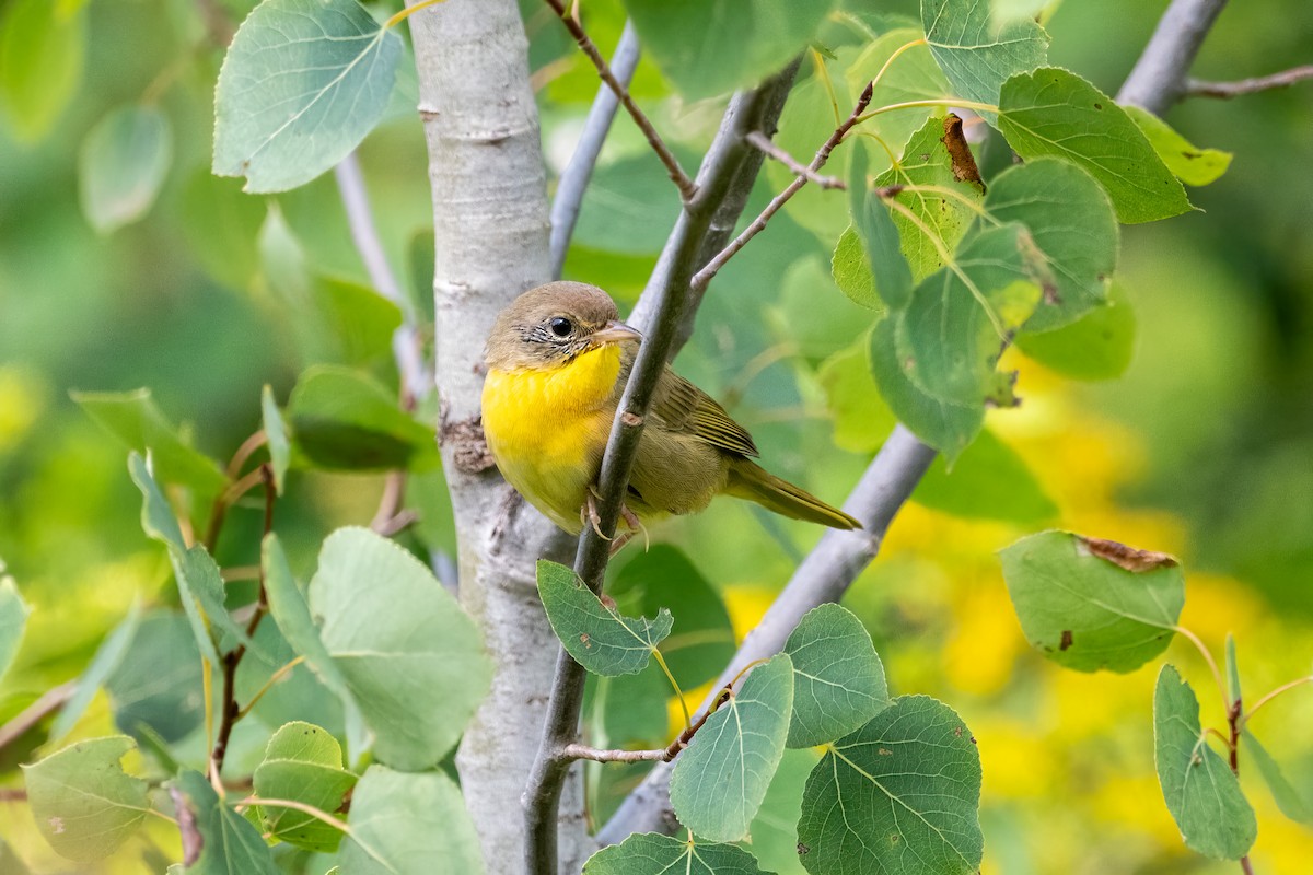 Common Yellowthroat - Cindy Kindle