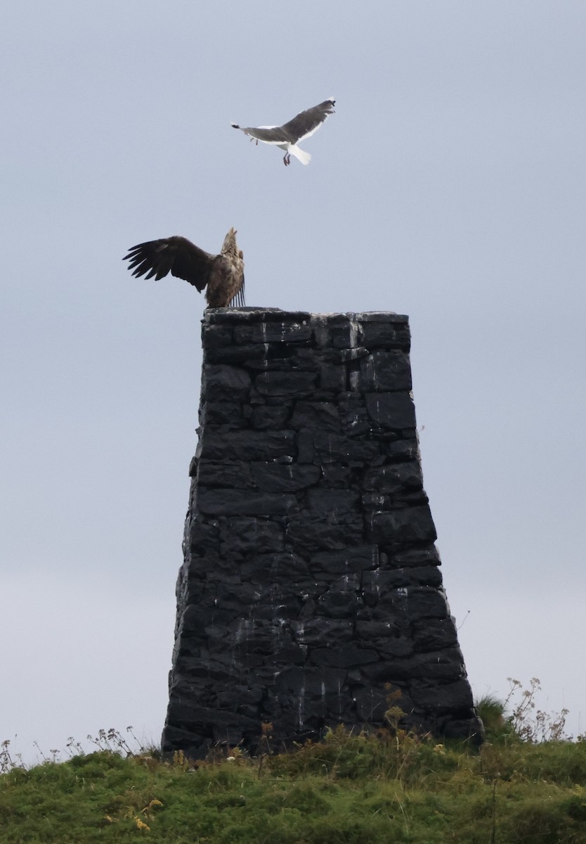 White-tailed Eagle - ML622476955