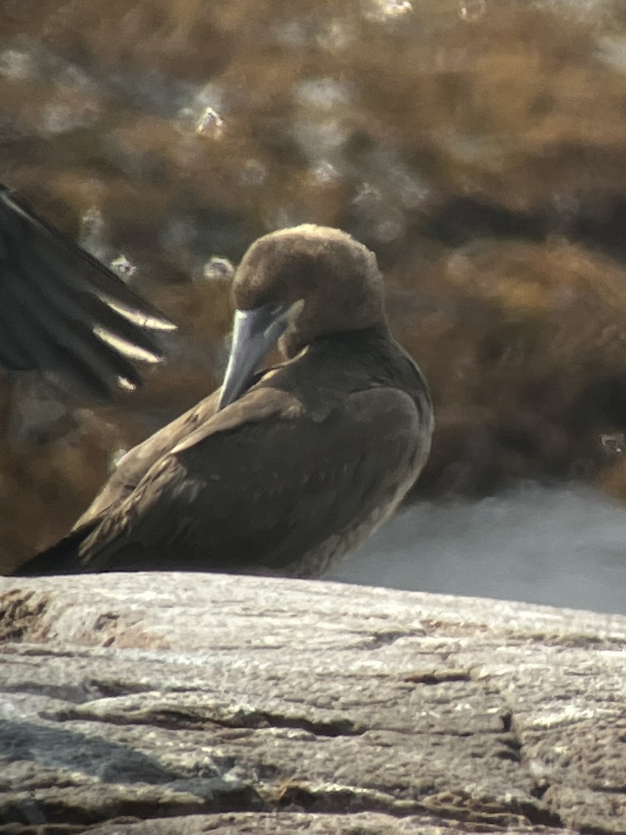 Brown Booby - ML622476991