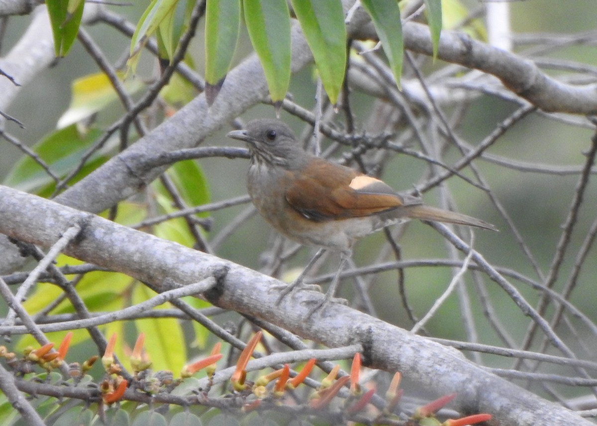 Pale-breasted Thrush - ML622477036