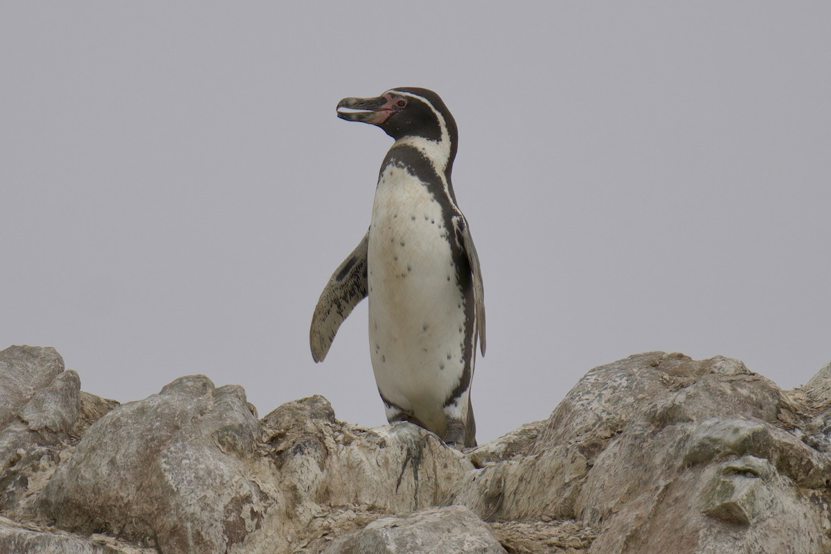 Humboldt Penguin - ML622477041