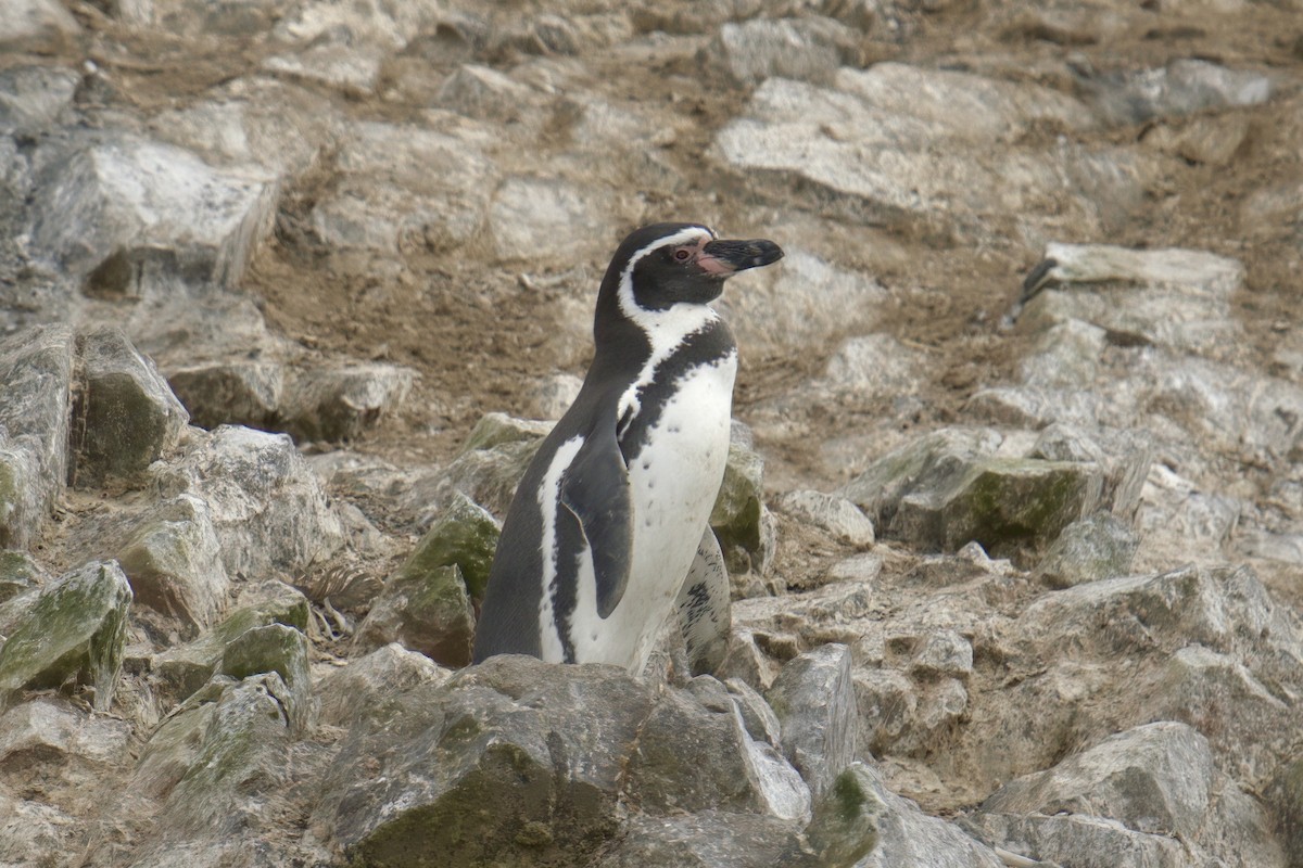 Humboldt Penguin - ML622477042