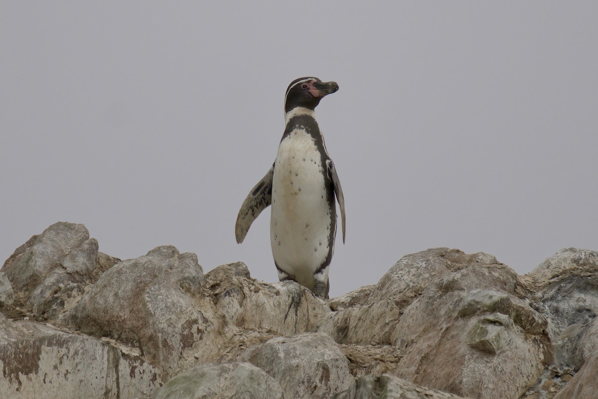 Humboldt Penguin - ML622477043