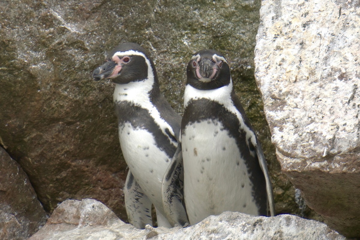 Humboldt Penguin - ML622477044