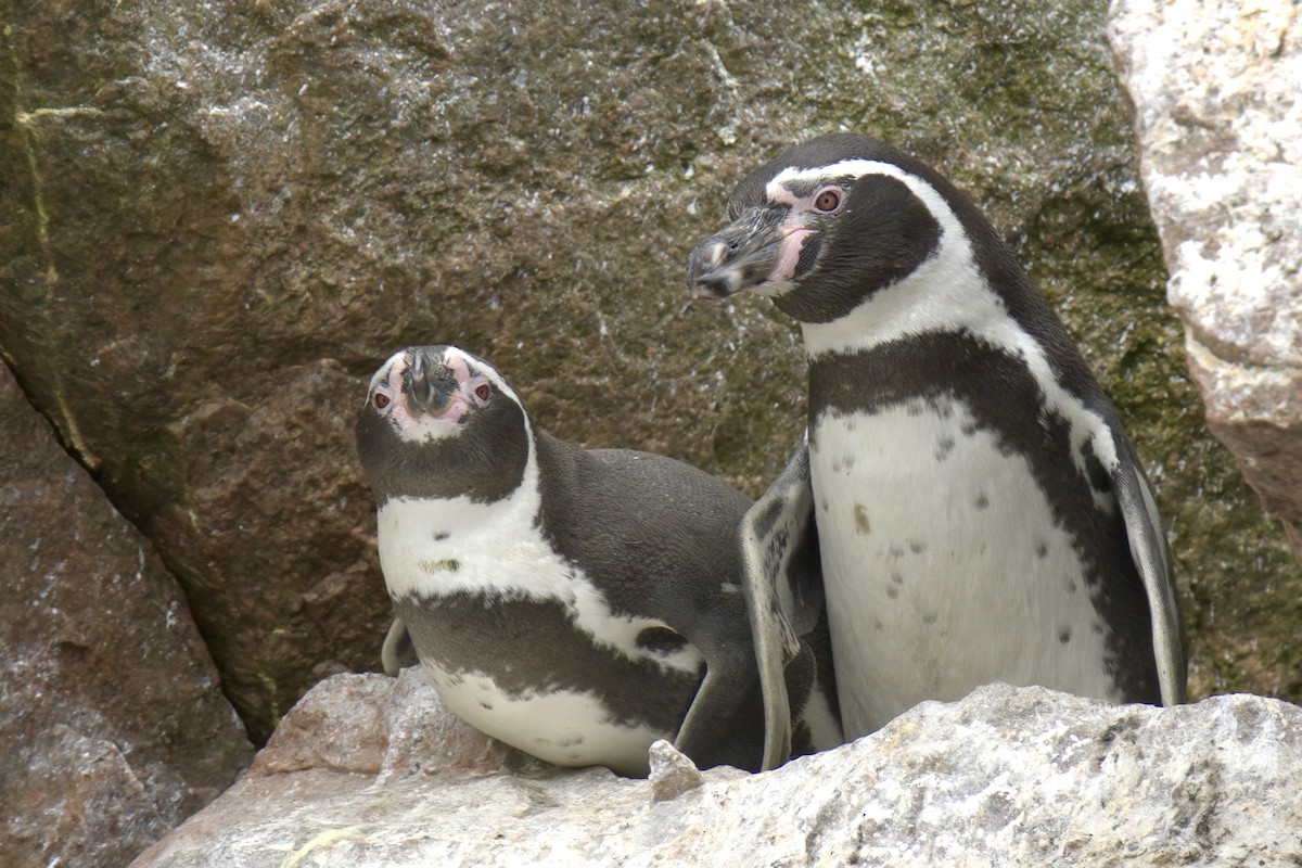 Humboldt Penguin - Mark Wilson