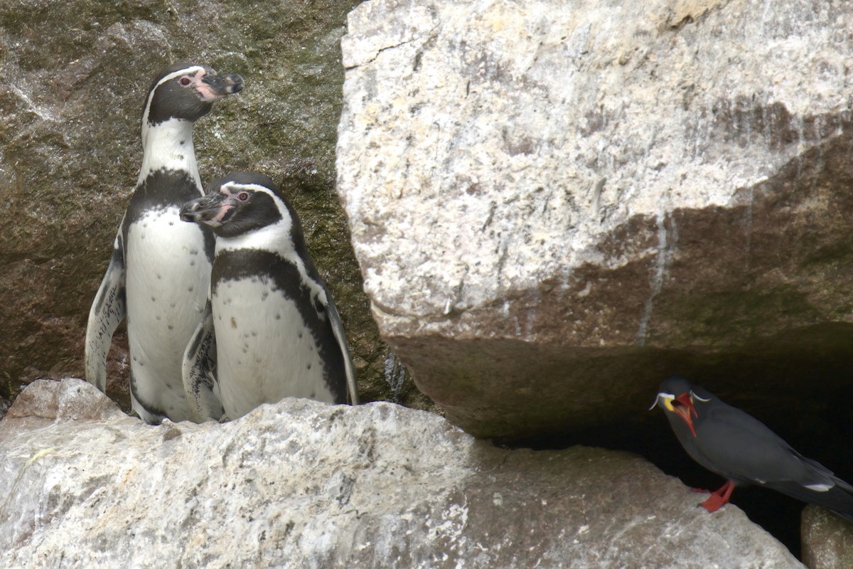 Humboldt Penguin - ML622477046