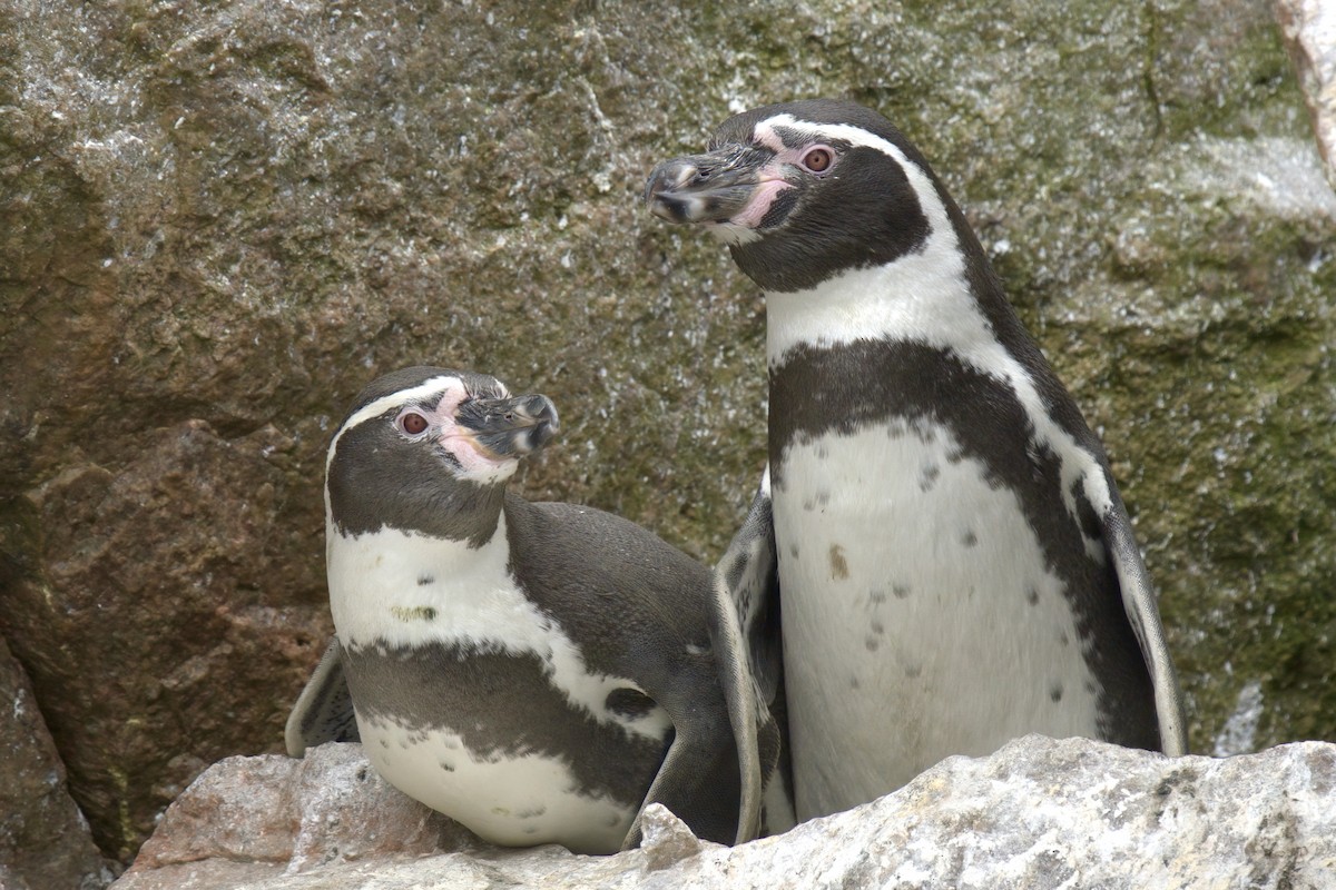 Humboldt Penguin - ML622477047