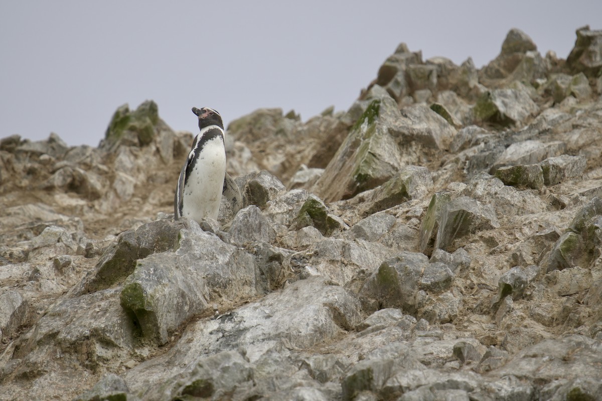 Humboldt Penguin - ML622477048