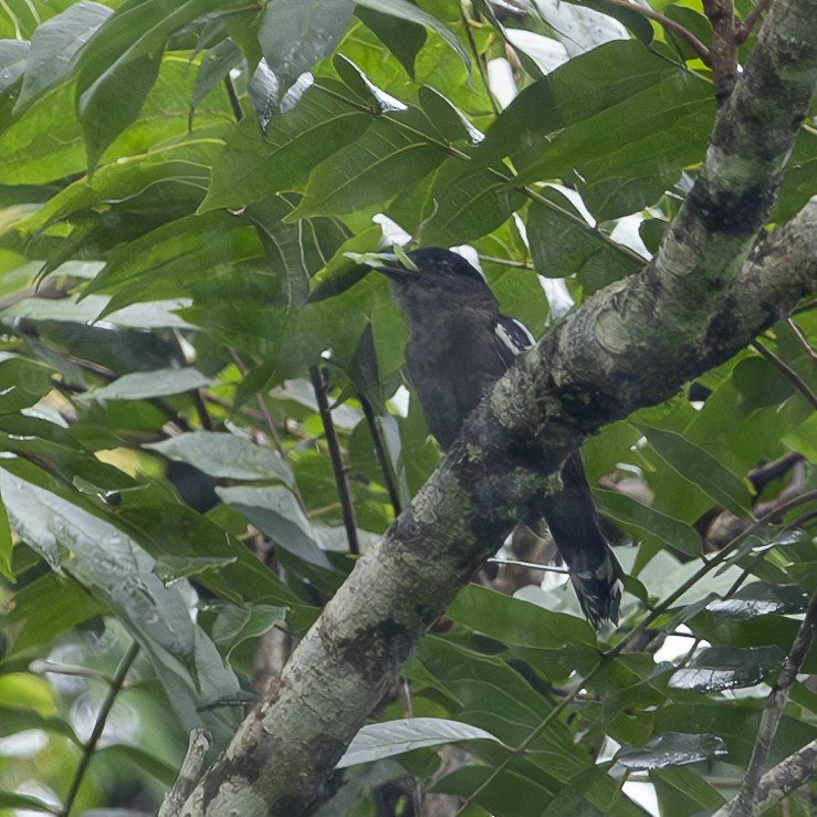 White-winged Becard - ML622477054