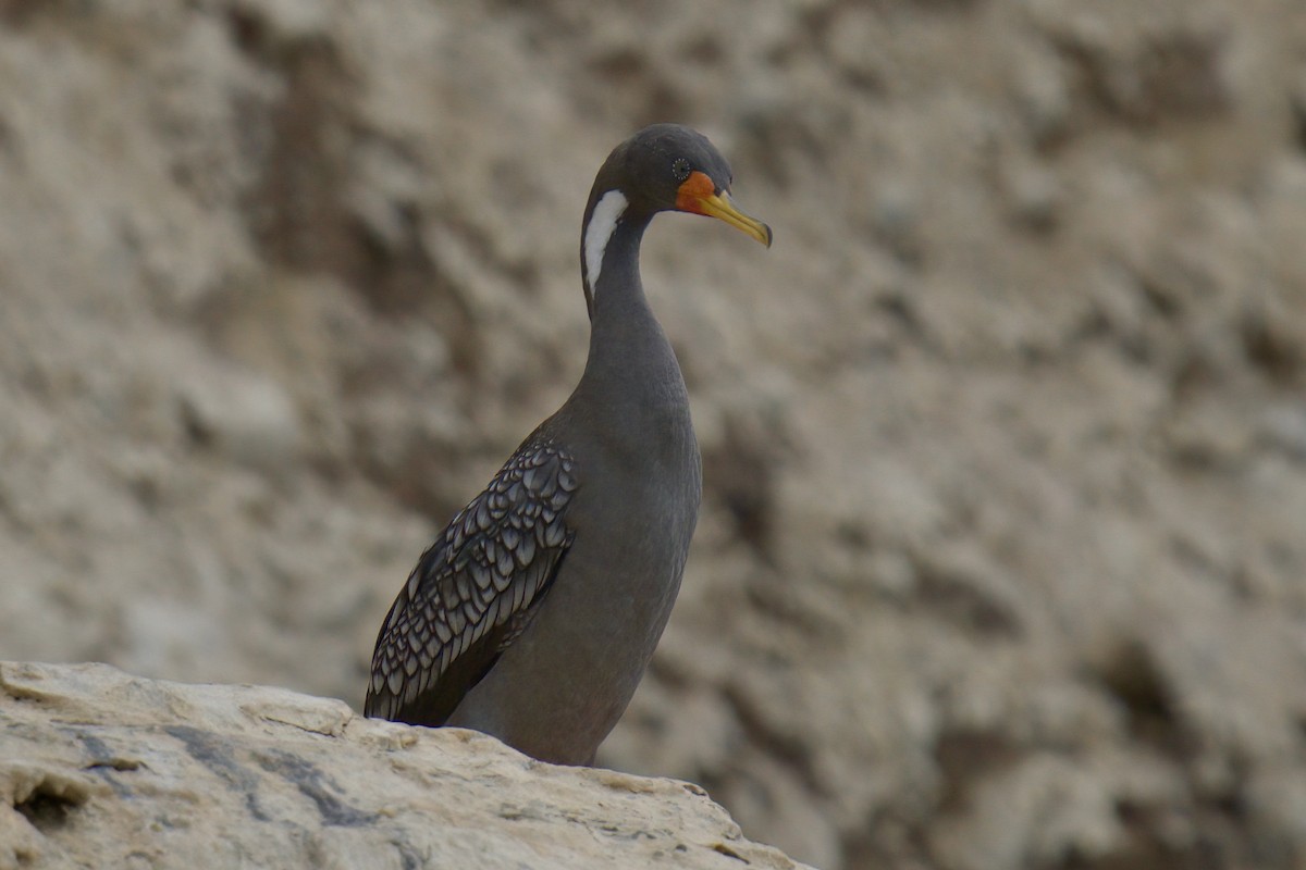 Red-legged Cormorant - ML622477064