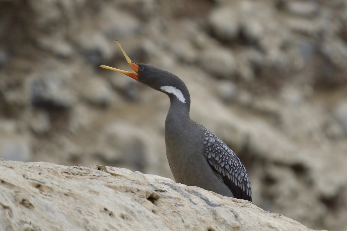 Red-legged Cormorant - ML622477065