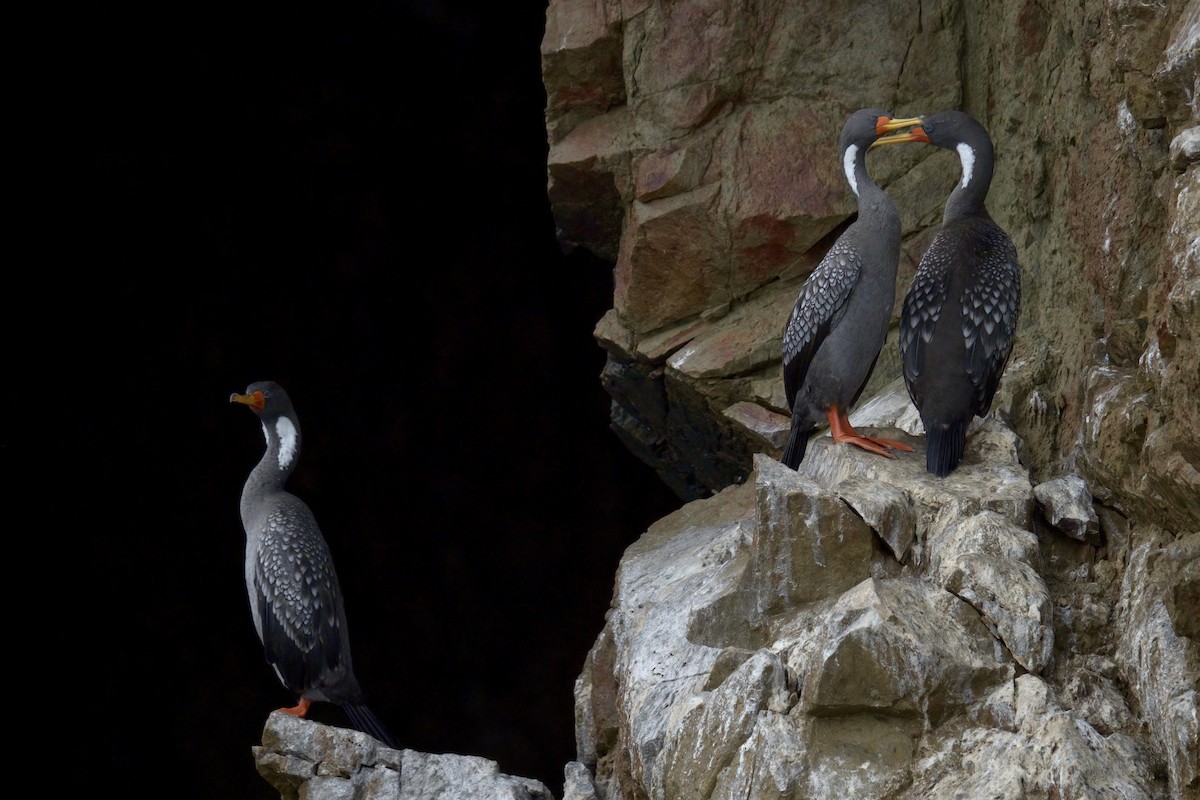 Red-legged Cormorant - ML622477067