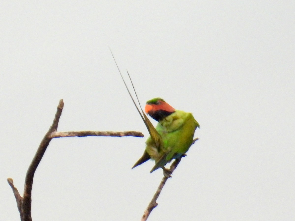 Long-tailed Parakeet (Long-tailed) - ML622477077