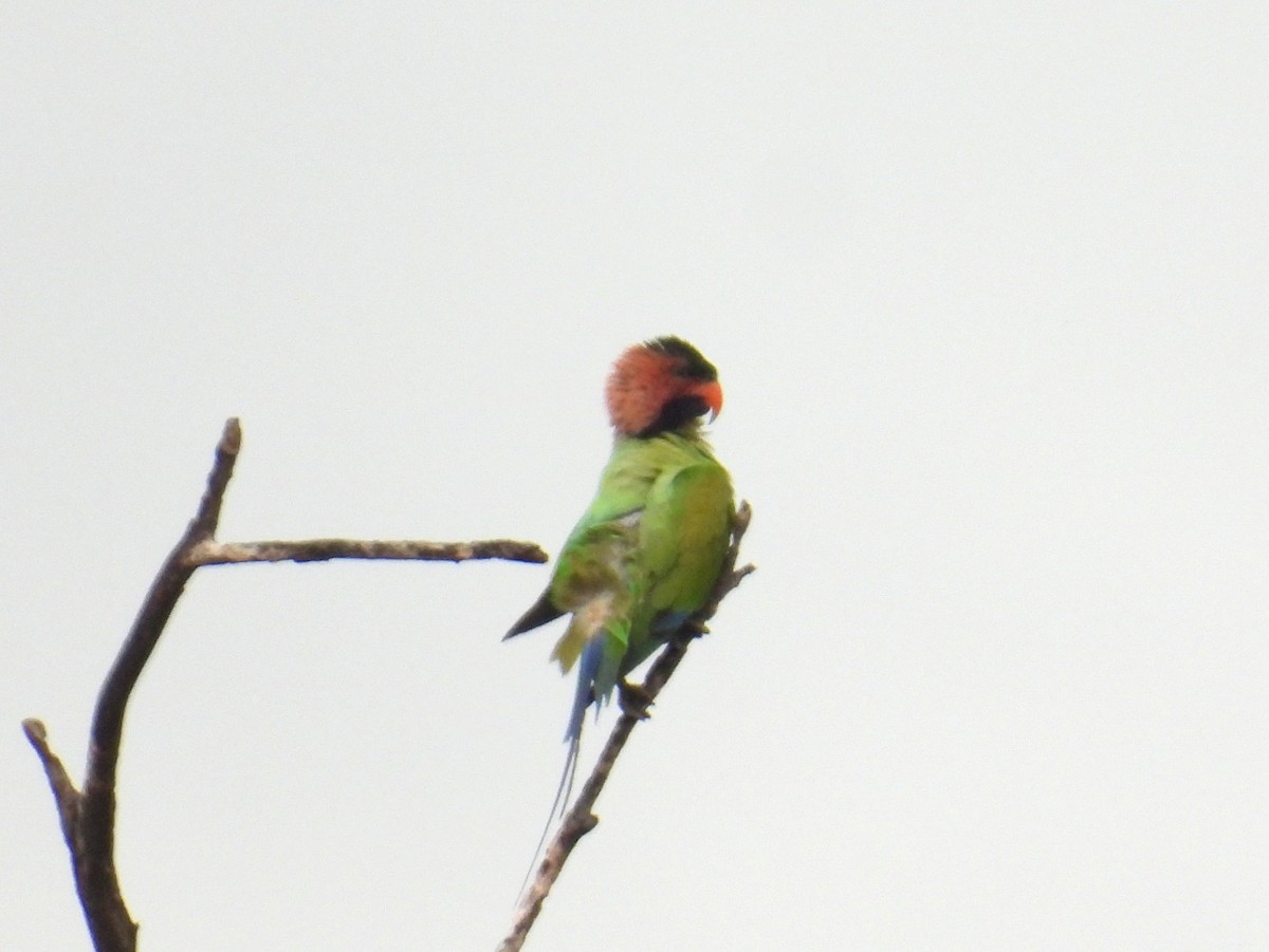 Long-tailed Parakeet (Long-tailed) - ML622477079