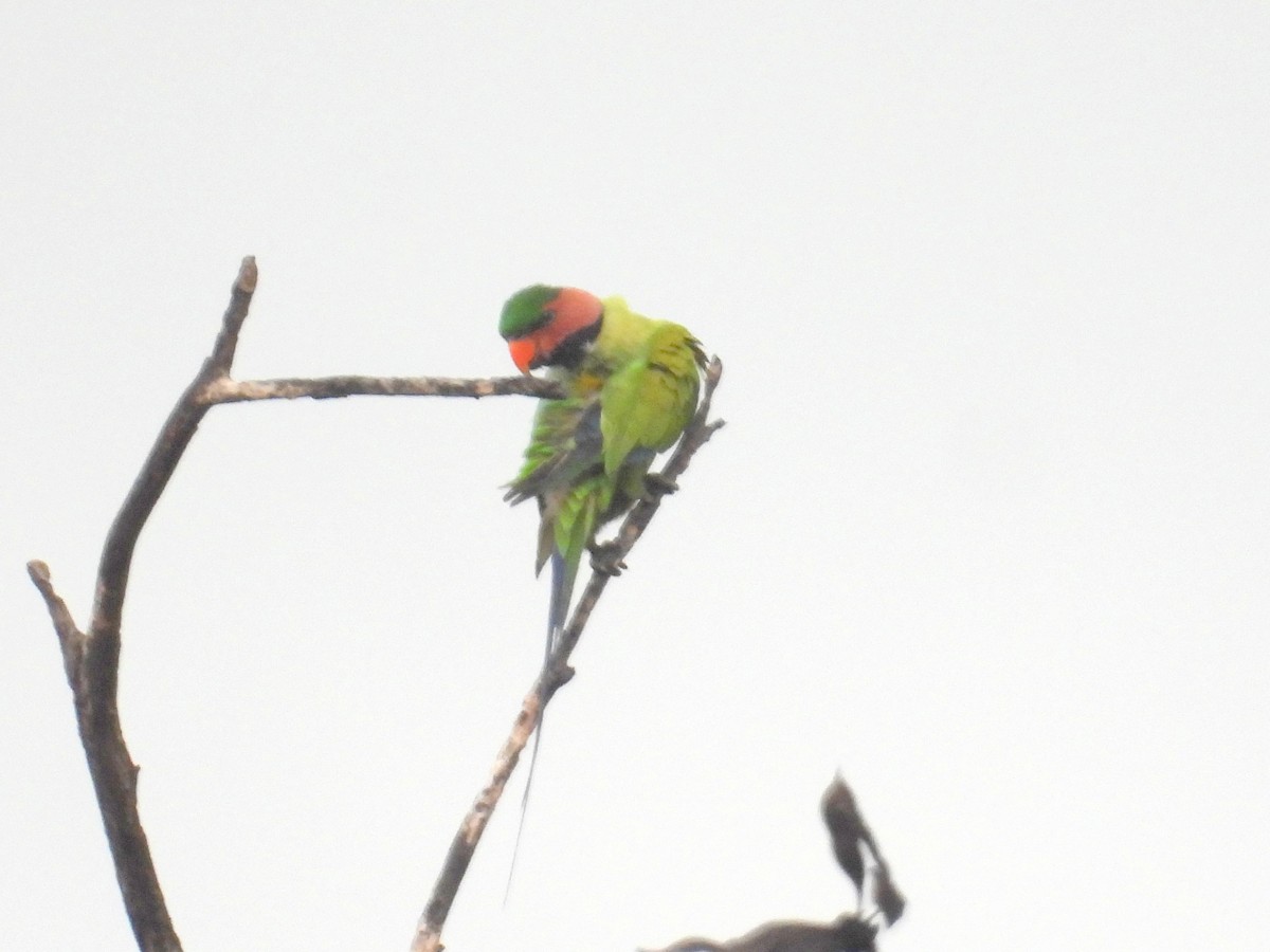 Long-tailed Parakeet (Long-tailed) - ML622477080