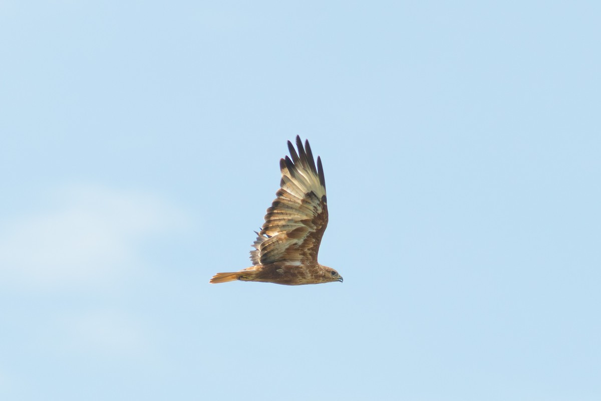 Long-legged Buzzard - ML622477094