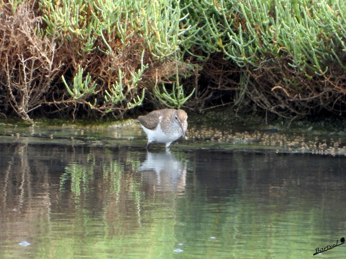 Common Sandpiper - J. Alfonso Diéguez Millán 👀