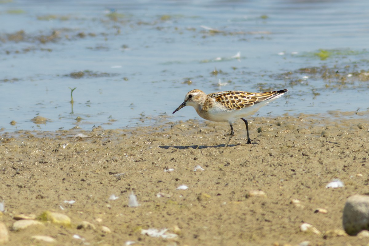 Little Stint - ML622477109