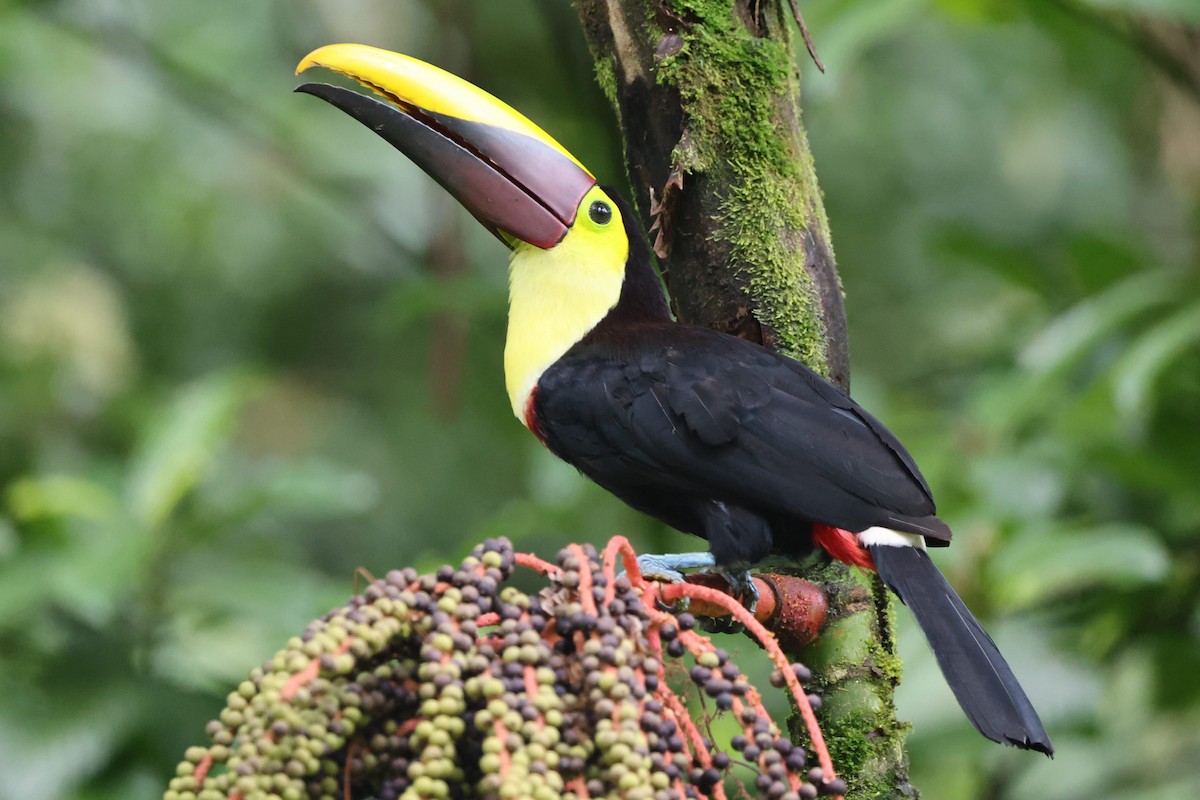 Yellow-throated Toucan - ML622477124