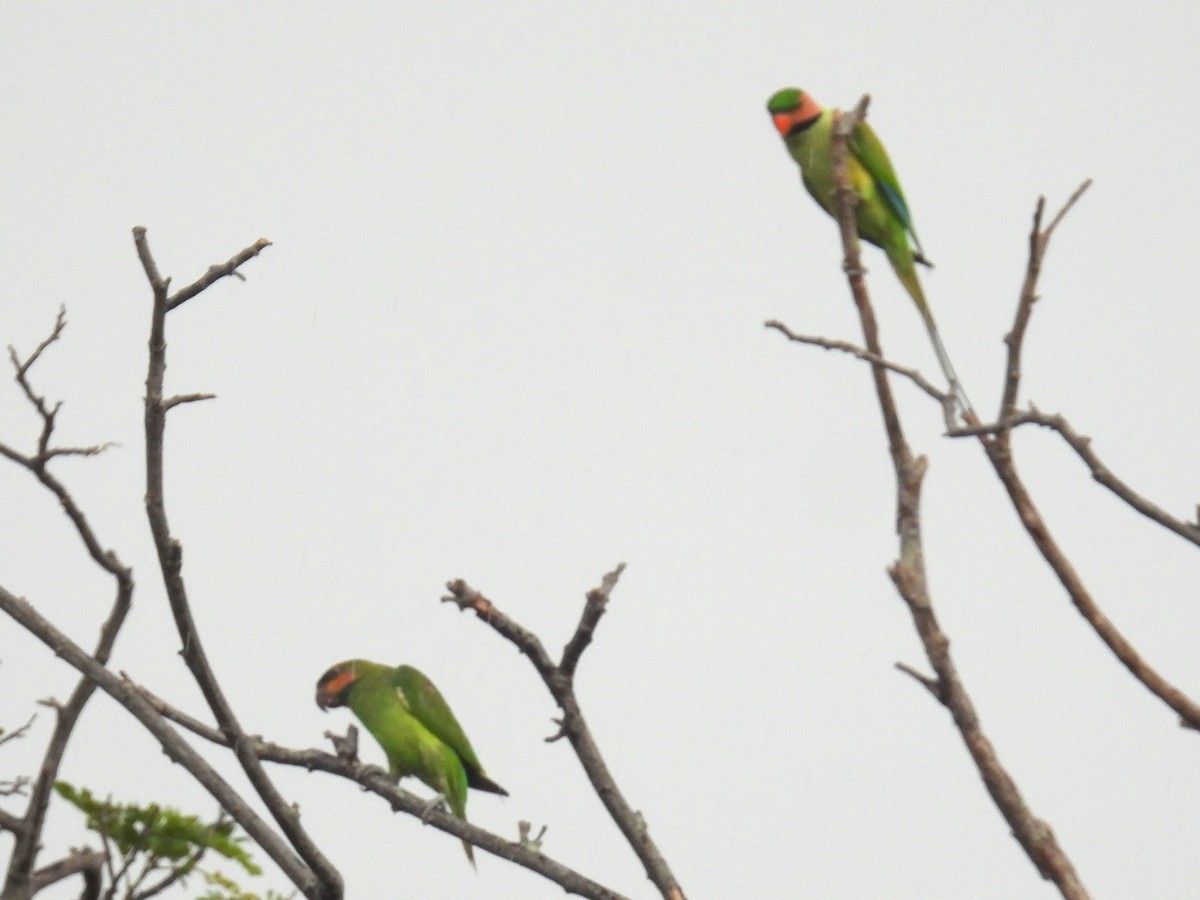 Long-tailed Parakeet (Long-tailed) - ML622477172