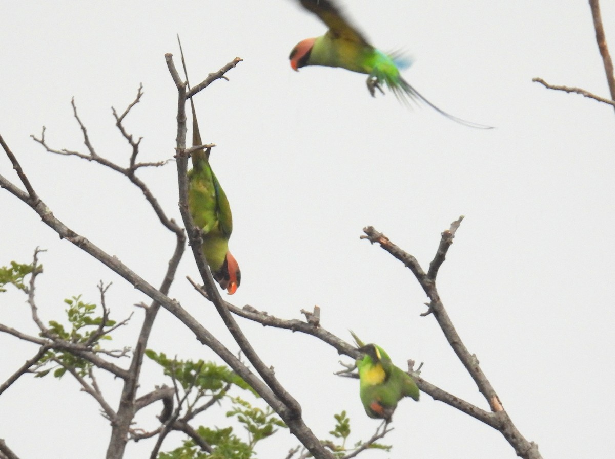 Long-tailed Parakeet (Long-tailed) - ML622477174