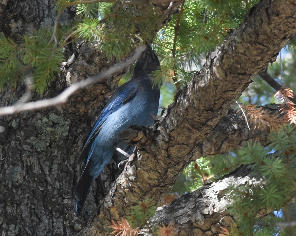 Steller's Jay (Southwest Interior) - ML622477232